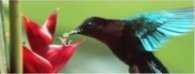 Разделител за книга Hummingbird Bookmark [0320]