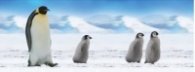 Разделител за книга Baby Emperor Penguins Bookmark [0757]