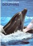 Calendar 2012: Dolphins