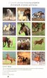Calendar 2012: Horses & Ponies
