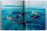 Michael Muller: Sharks, Face-to-Face with the Ocean's Endangered Predator