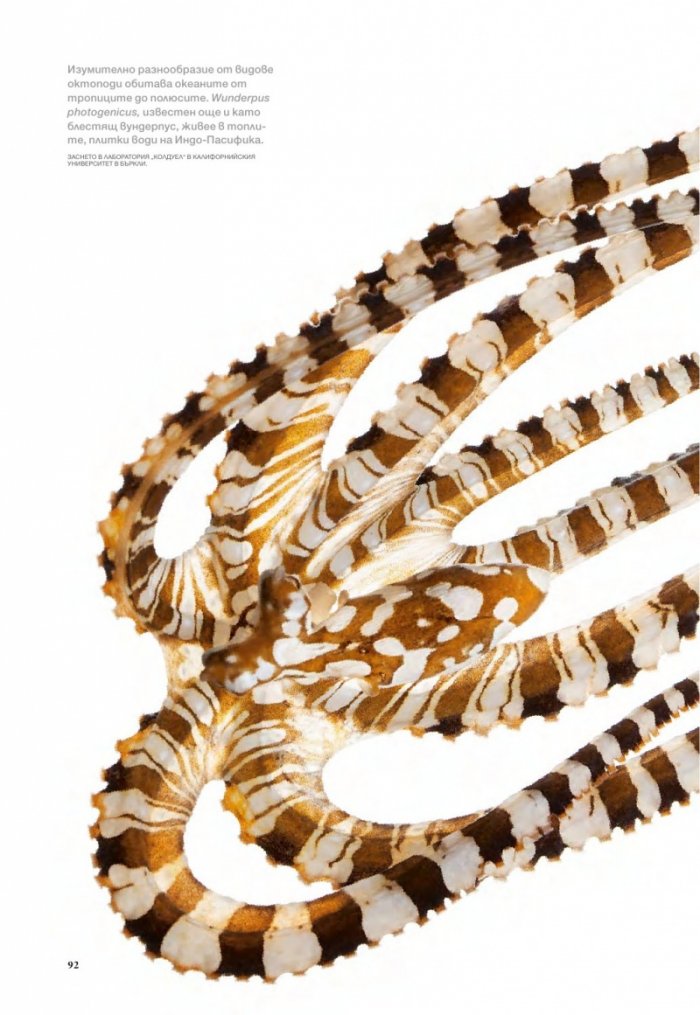 National Geographic България 11/2016