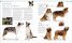 The Dog Encyclopedia : The Definitive Visual Guide