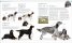 The Dog Encyclopedia : The Definitive Visual Guide