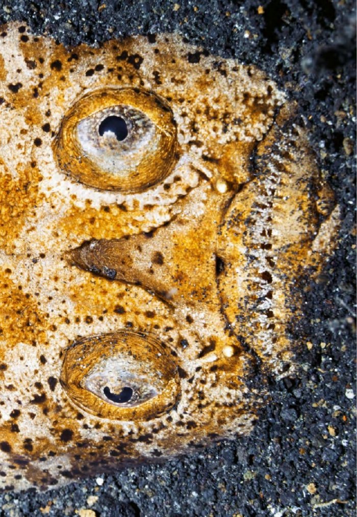 National Geographic България 7/2015