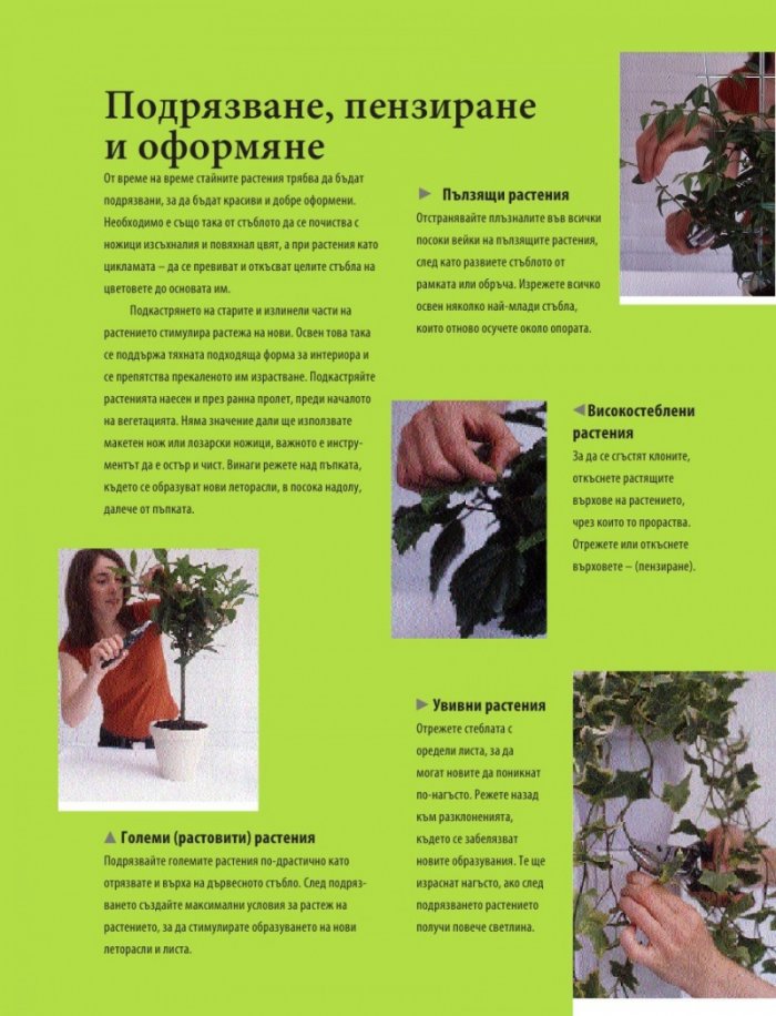 Енциклопедия на стайните растения