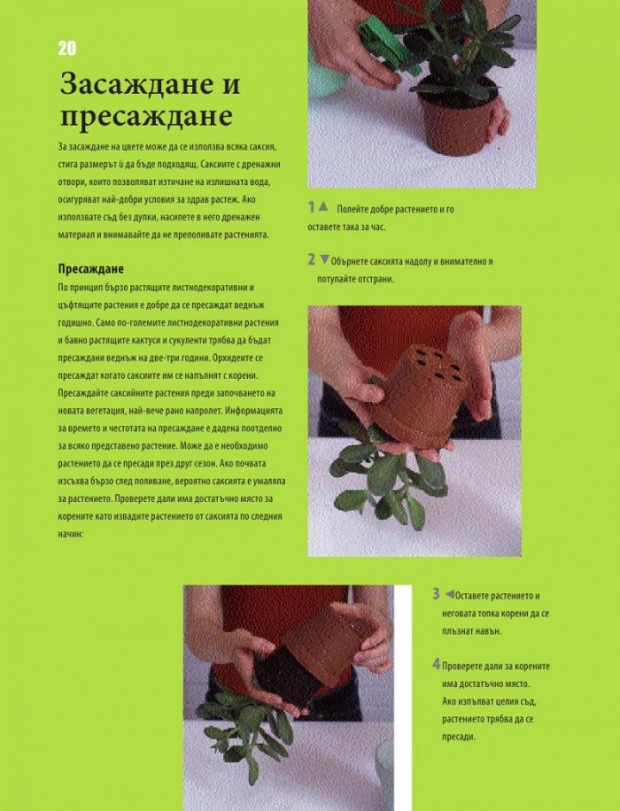 Енциклопедия на стайните растения