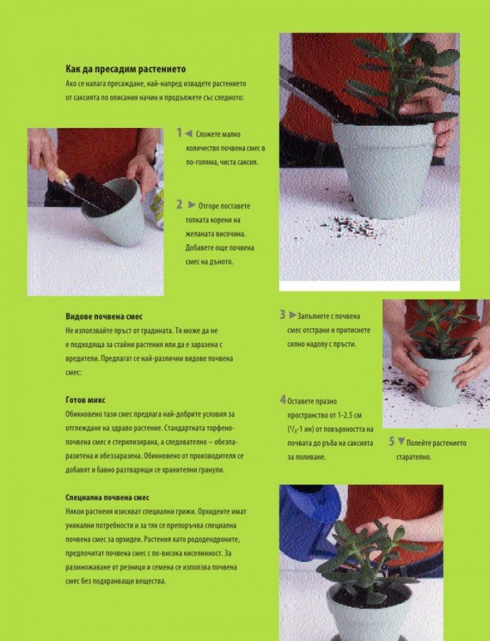 Енциклопедия на стайните растения
