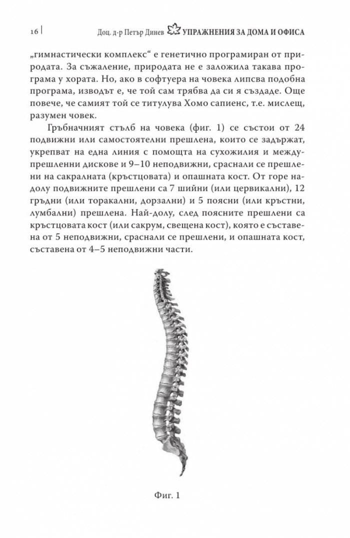 Упражнения за дома и офиса. Флексспайн гимнастика