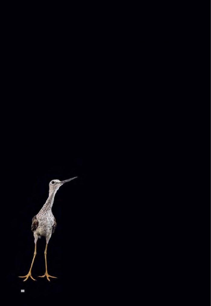 National Geographic България 11/2015