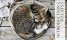The Cat Encyclopedia : The Definitive Visual Guide