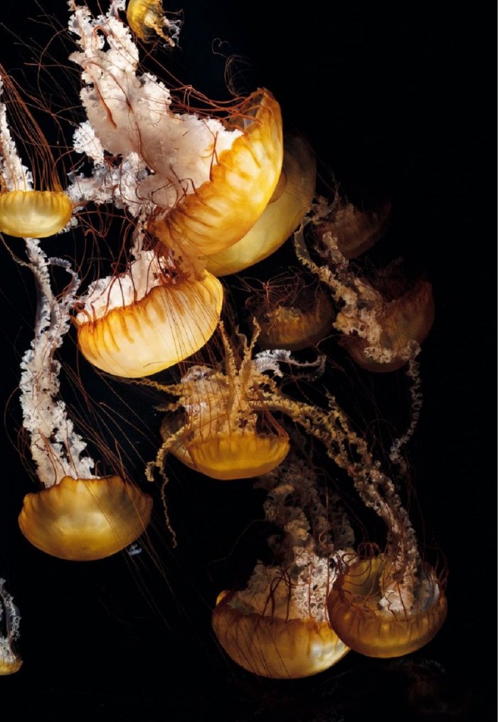 National Geographic България 12/2018