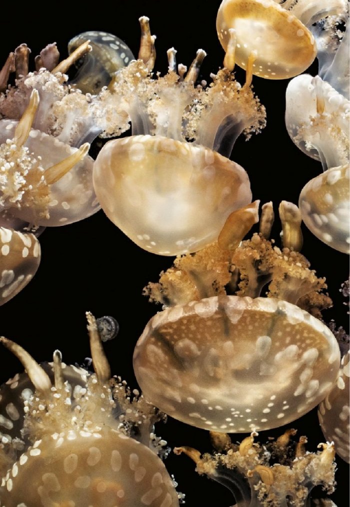 National Geographic България 12/2018