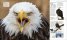 Animal : The Definitive Visual Guide