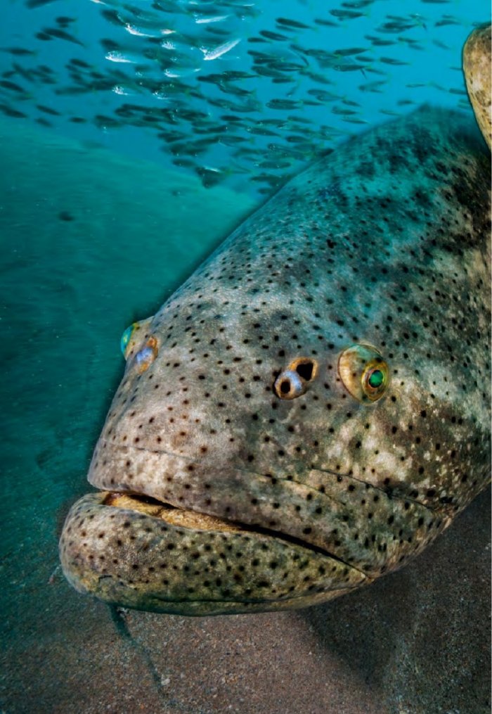 National Geographic България 10/2015
