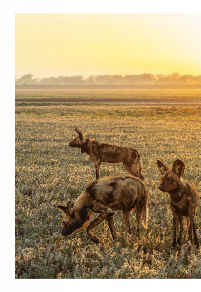 National Geographic България 5/2019